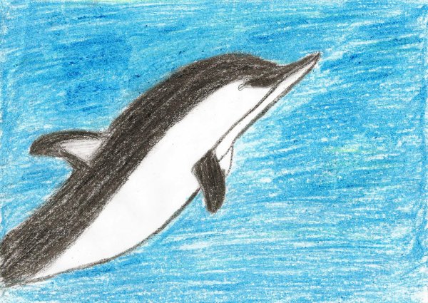 Беломордый Дельфин нарисовать