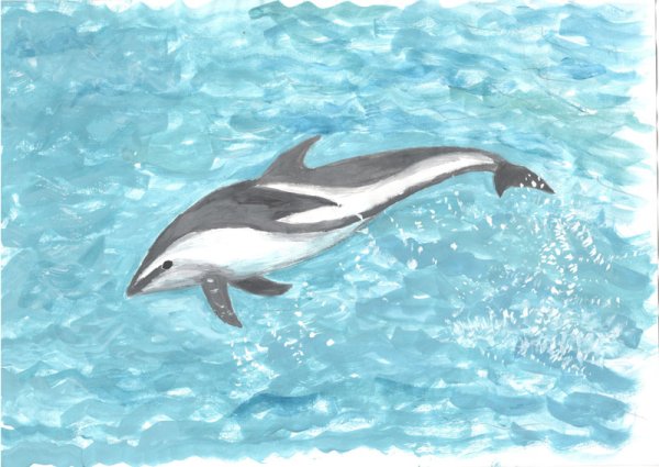 Беломордый Дельфин или Lagenorhynchus albirostris