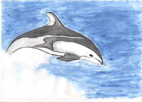 Атлантический белобокий Дельфин рисунок