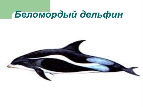Беломордый Дельфин красная книга Архангельская область