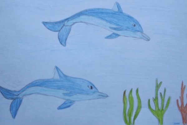 Беломордый Дельфин нарисовать