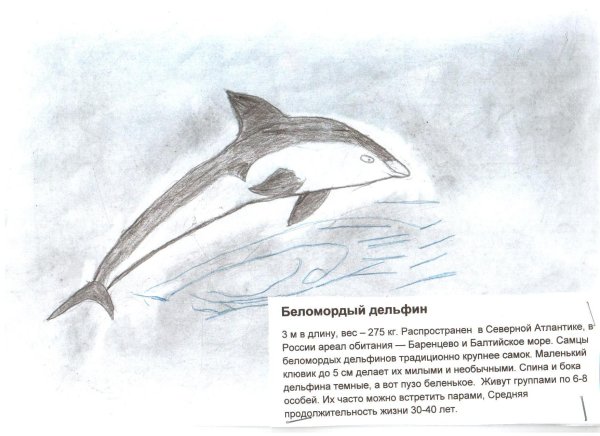 Животные красной книги беломордый Дельфин