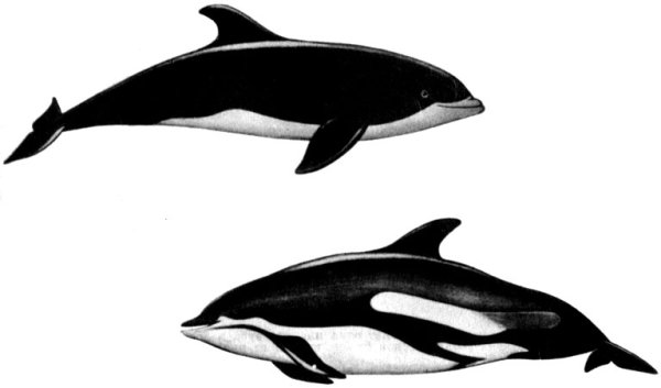 Тихоокеанский белобокий Дельфин на белом фоне