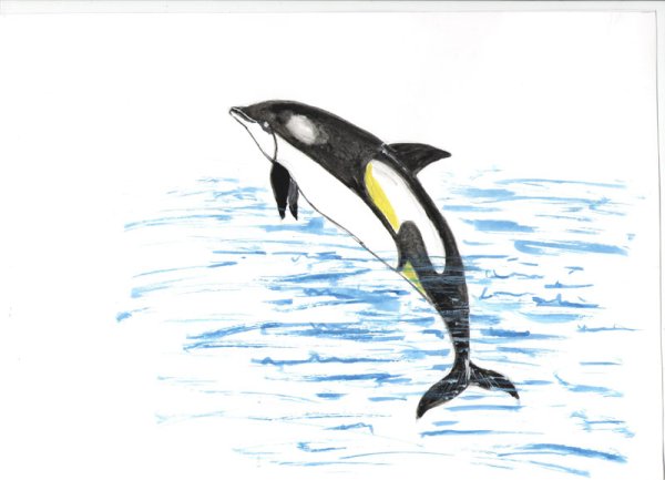 Атлантический белобокий Дельфин