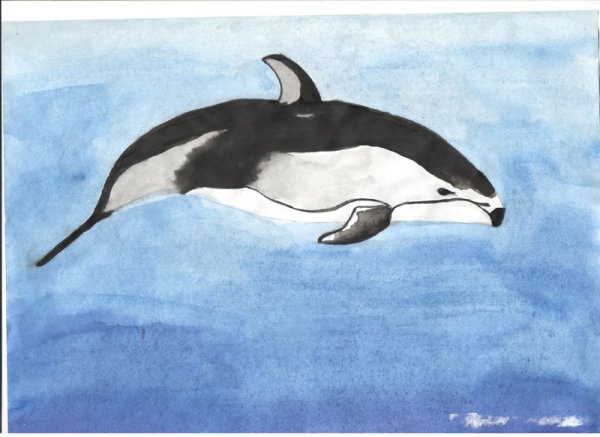 Рисунок беломордого дельфина