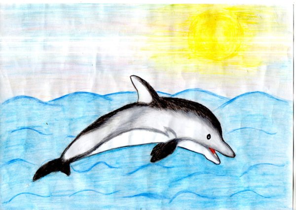 Белолобый Дельфин