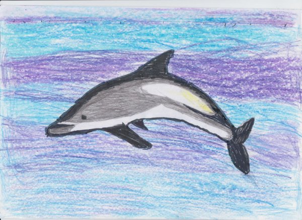 Белобокий Дельфин красная книга России