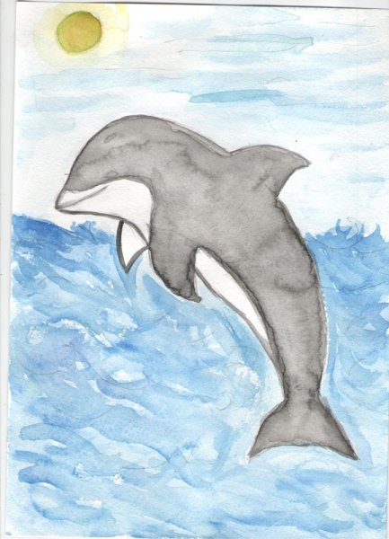 Беломордый Дельфин нарисовать