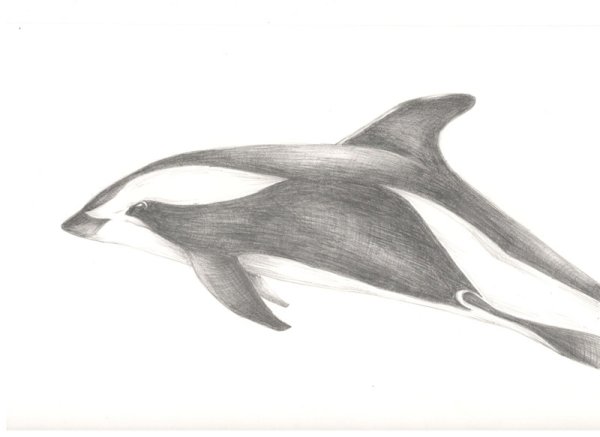 Беломордый Дельфин