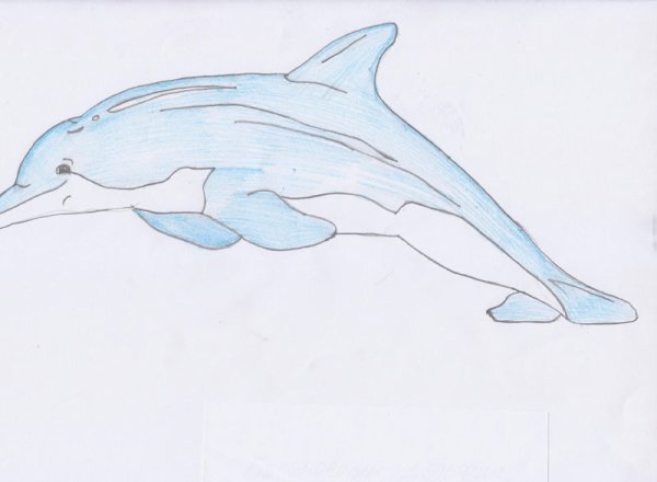 Беломордый Дельфин нарисовать
