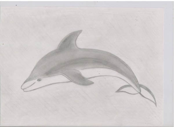 Дельфин Афалина раскраска