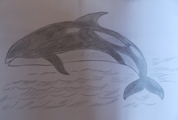 Дельфин систематика