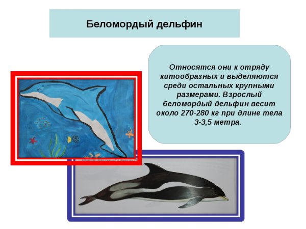 Белогрудый Дельфин