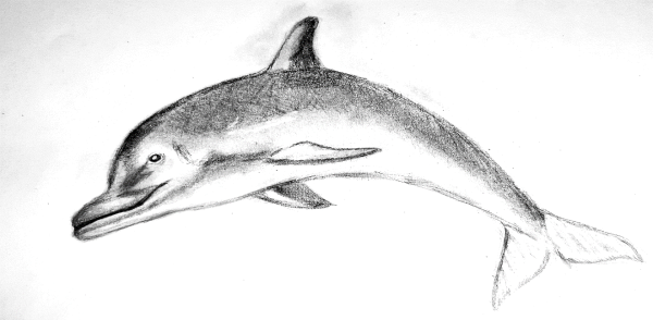 Черноморская Афалина раскраска