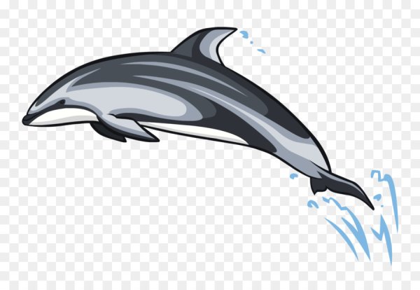 Беломордый Дельфин