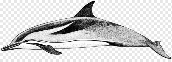 Беломордый Дельфин раскраска