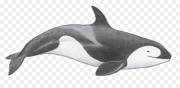 Афалина, Касатка, полосатый Дельфин