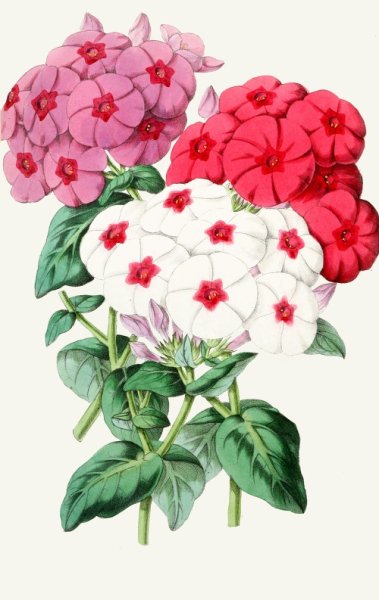 Флокс друммонда акварель