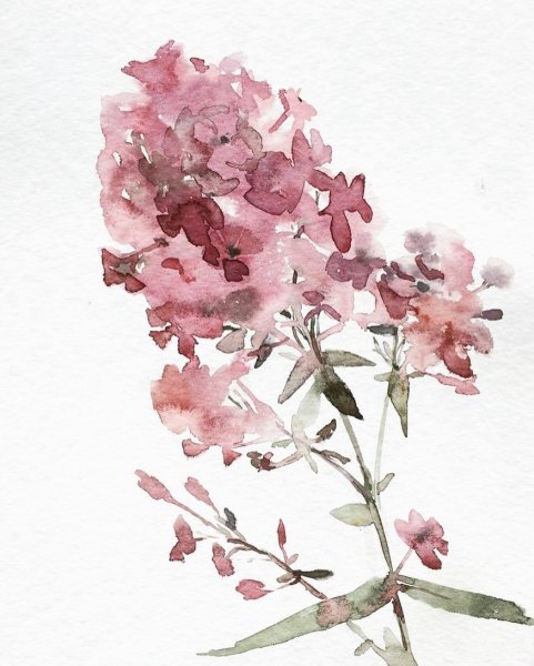 Флоксы акварель