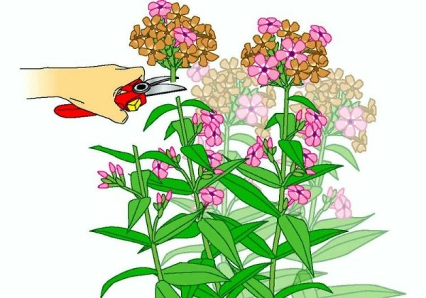 Флоксы гербарий