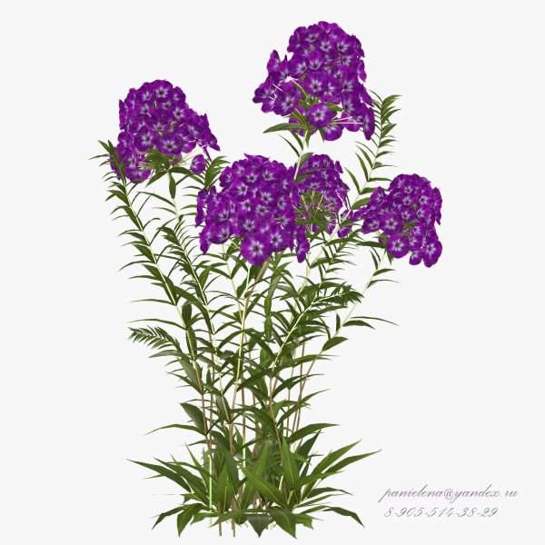 Флоксы акварель