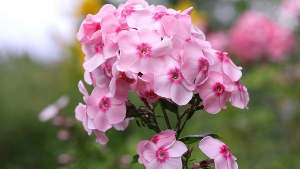 Флоксы Ботаническая иллюстрация