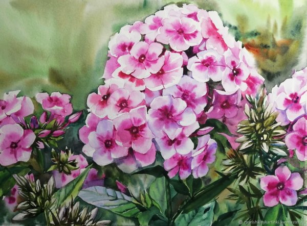 Флокс акварель, смесь