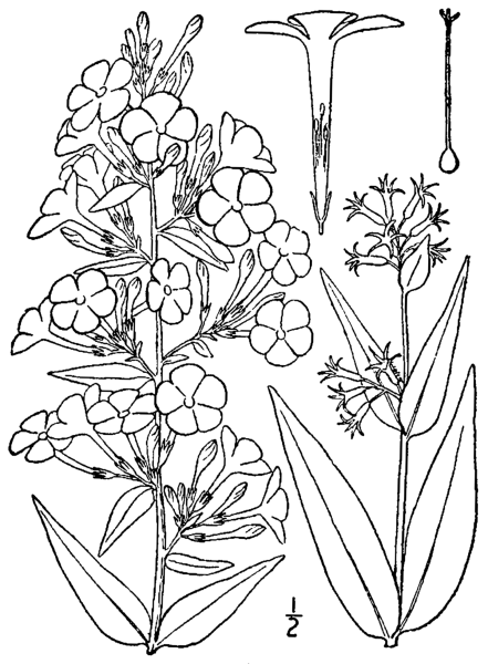 Флокс Botanical