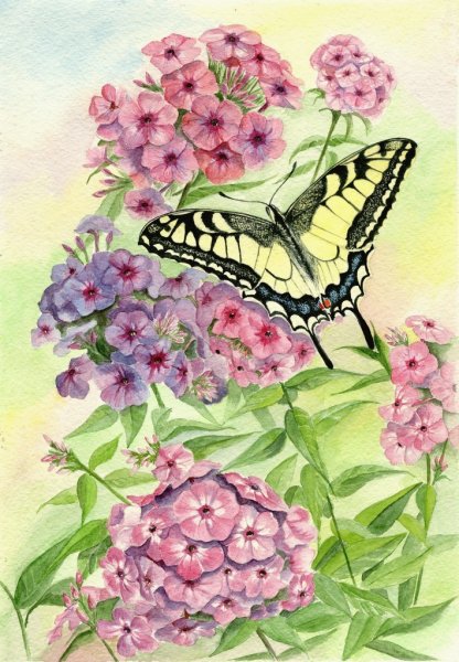 Флоксы многолетние