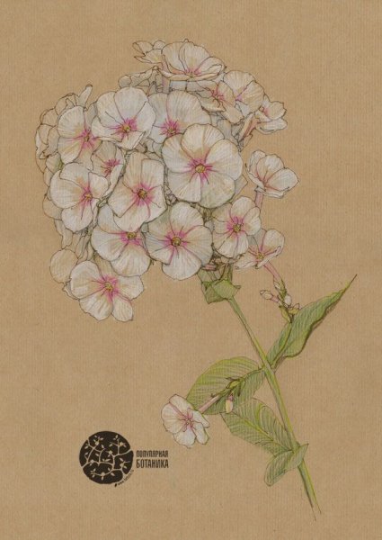 Флоксы раскраска для детей