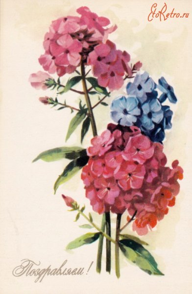 Фиалки цветными карандашами