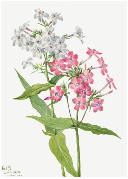 Цветы акварель Анастасии Бесединой