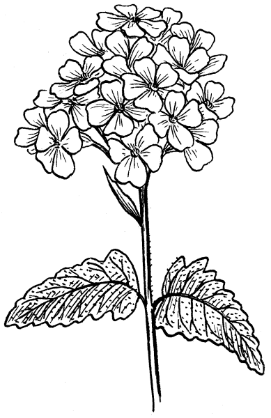 Флоксы гербарий