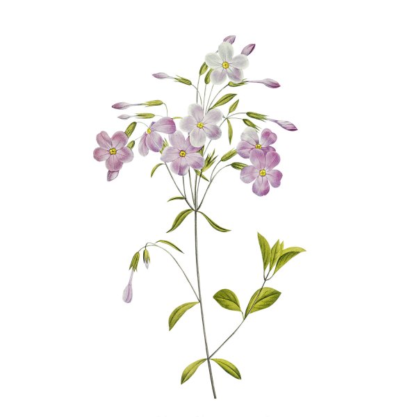 Флокс Ботанический рисунок