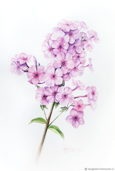 Флоксы раскраска