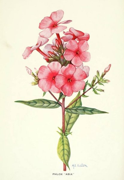 Бабочка на цветке акварель