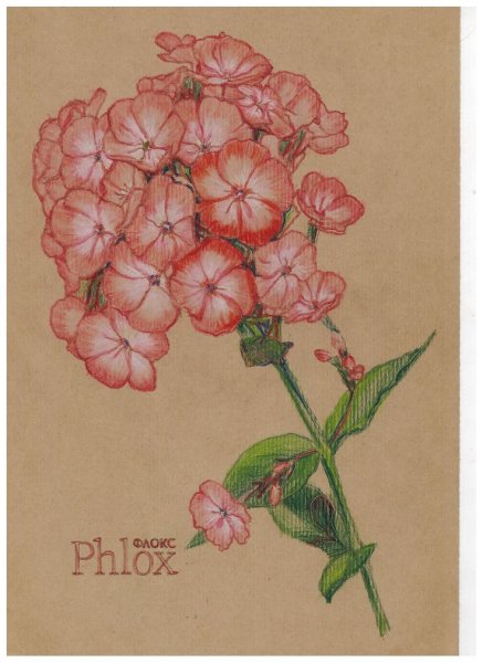 Флокс акварели Андрияки.