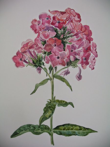 Флокс Ботанический рисунок