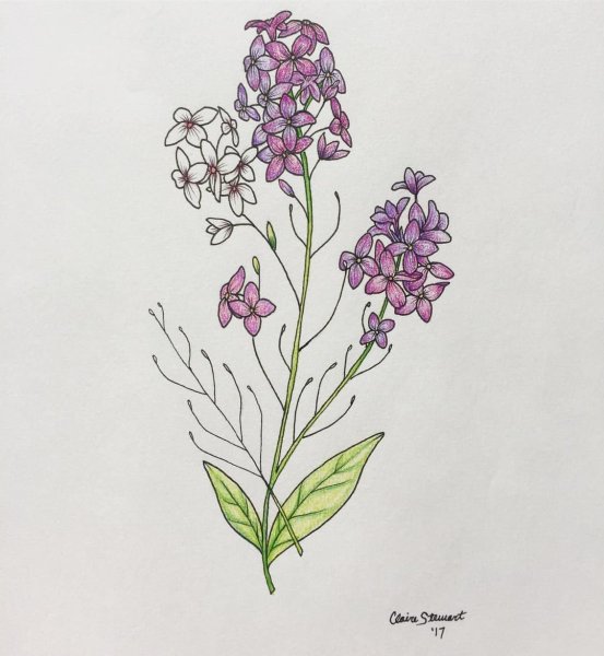 Винтаж цветы карандашом