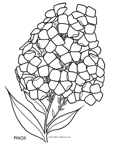 Раскраска Флоксы цветы, для детей