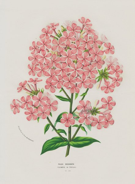 Садовые цветы карандашом