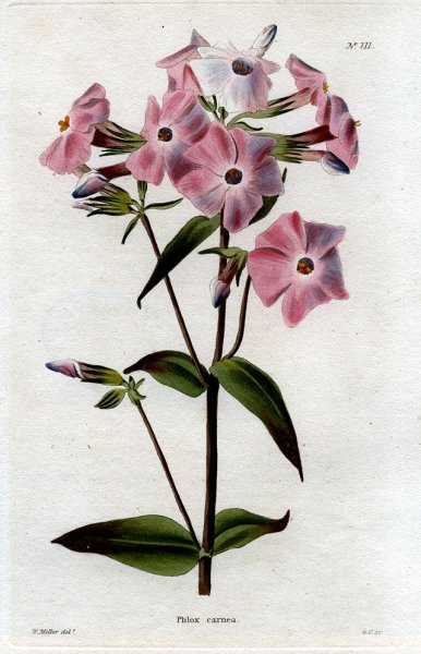 Флоксы раскраска