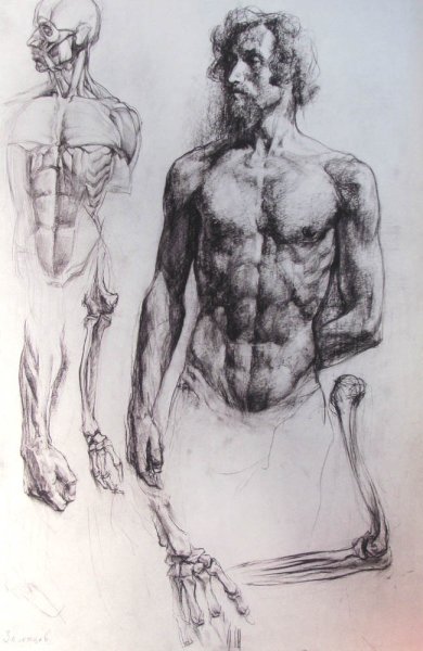 Анатомические Наброски