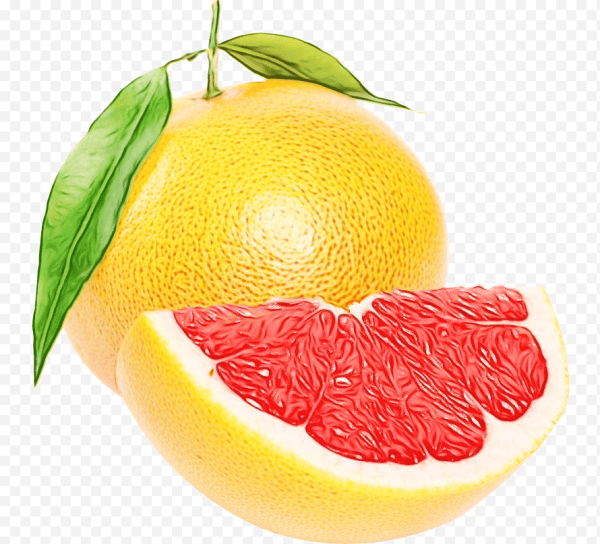 Грейпфрут вектор