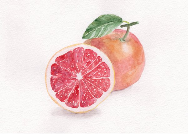 Грейпфрут акварелью