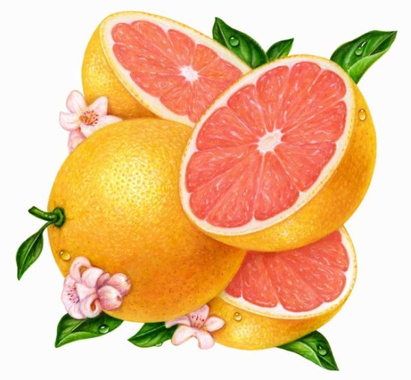 Грейпфрут акварелью