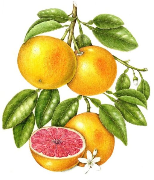 Бергамот мандарин грейпфрут