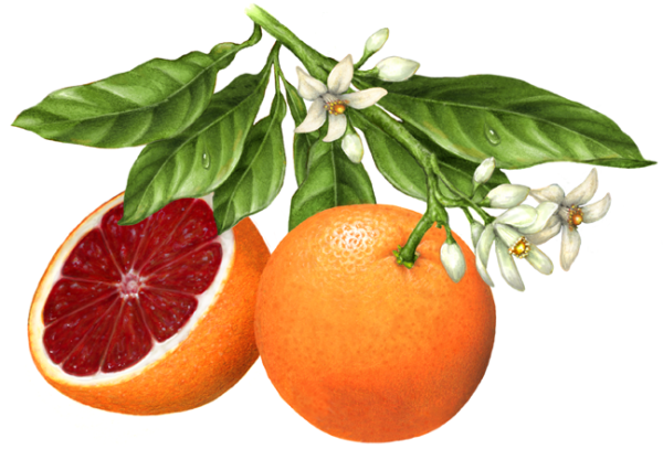 Грейпфрут вектор