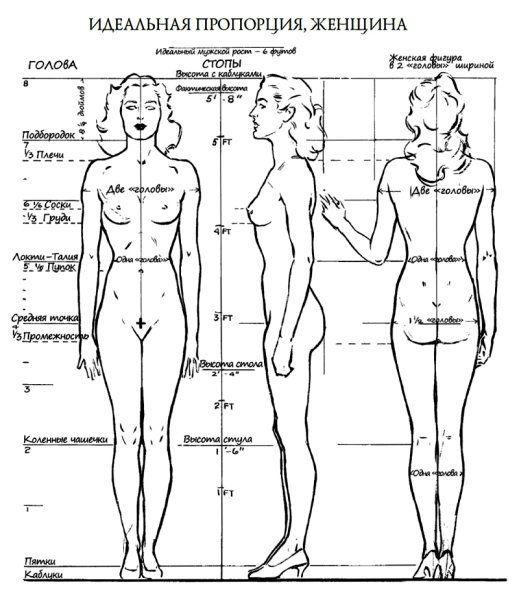 Пропорции тела мужчины и женщины Эндрю Лумис