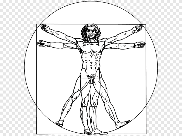 Золотое сечение человека пропорции